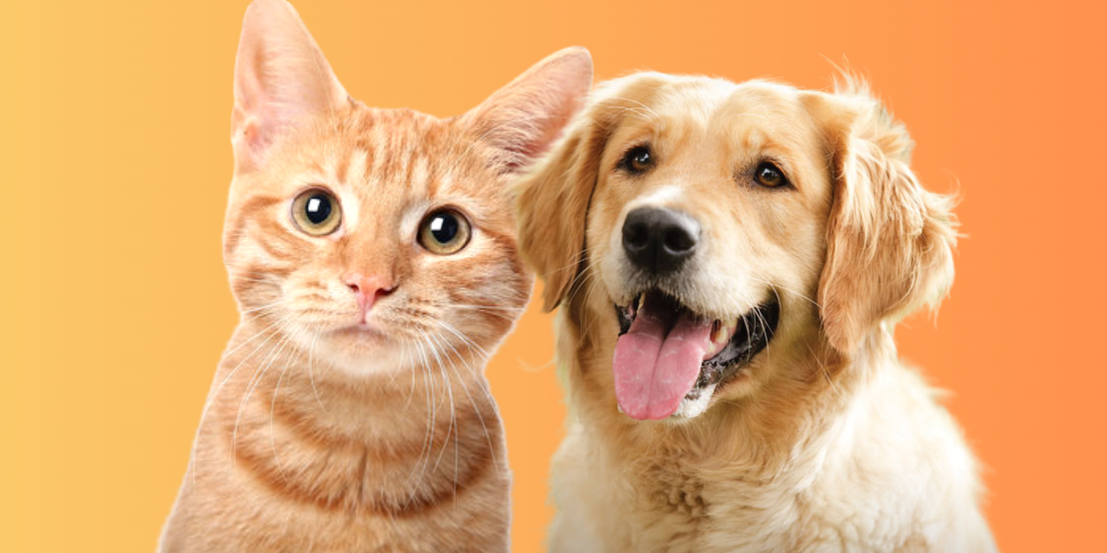 Cats vs. Dogs: Exploring Feline Intelligence and Canine IQ · The Wildest